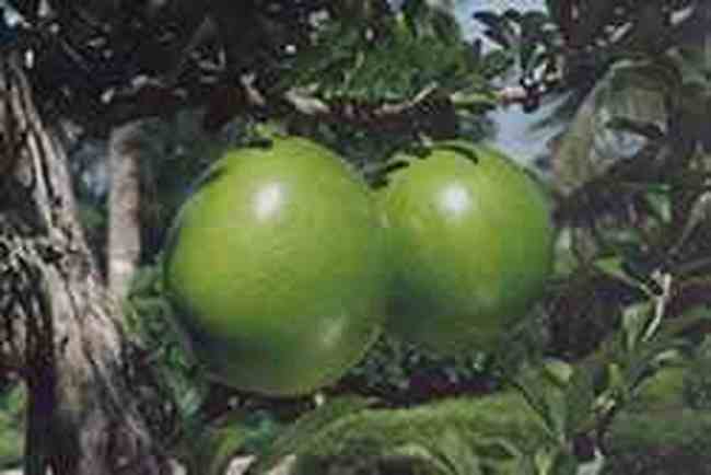 万宁特产推介,图二