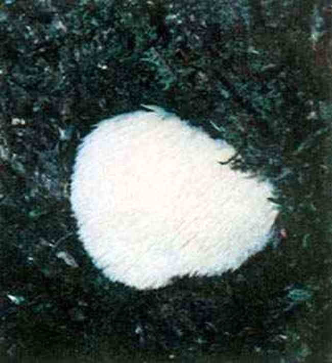 绥化特产食用菌,图二