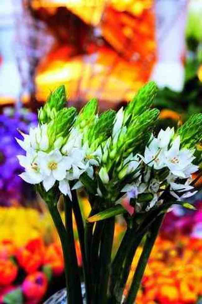 北京购花攻略,图三