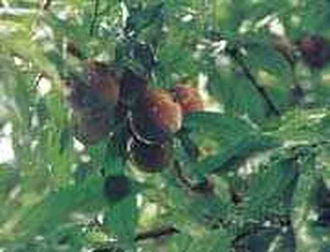 衢州特产推荐,图四