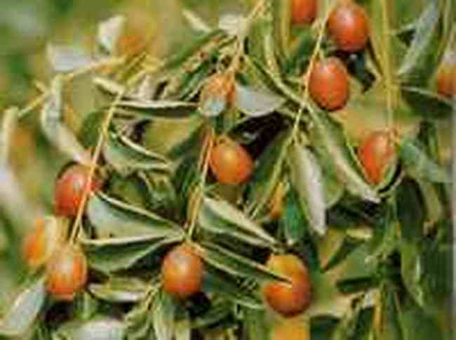 廊坊购物特产介绍,图一