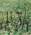 绥化野生植物特产