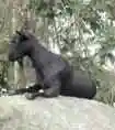 万宁特产推介