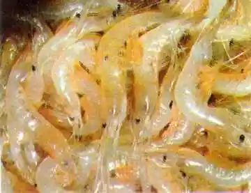 葫芦岛四大名海鲜