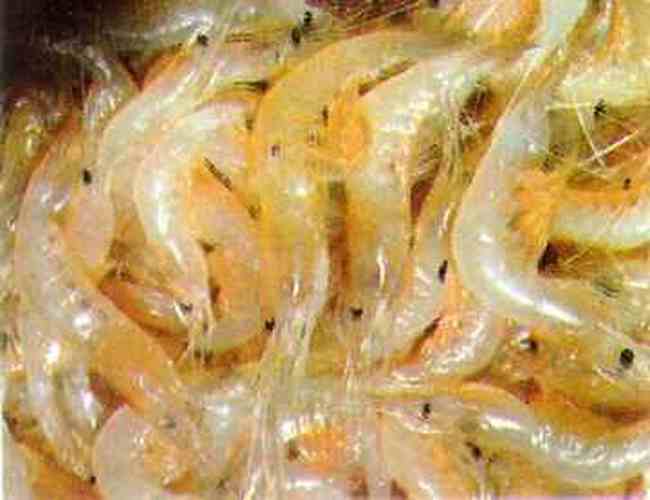 葫芦岛四大名海鲜,图一