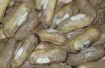 葫芦岛四大名海鲜,图三