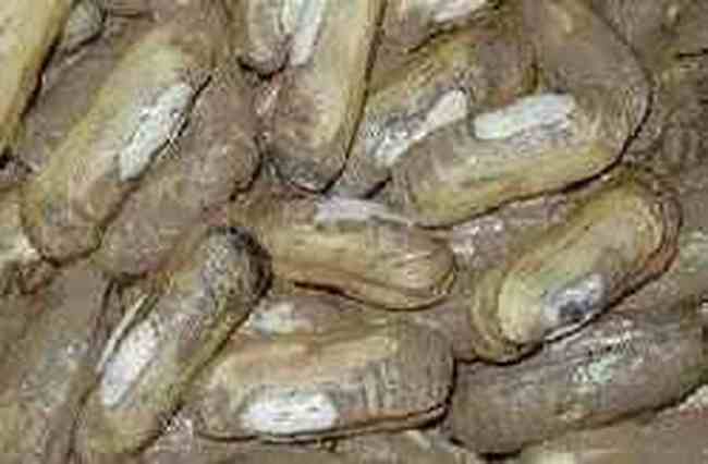 葫芦岛四大名海鲜,图三