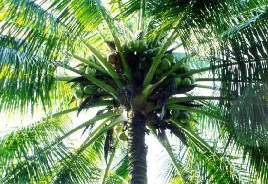 三亚的主要特产导购