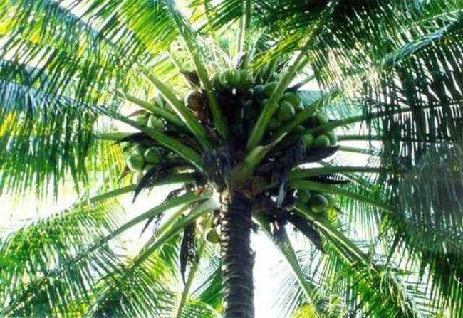 三亚的主要特产导购