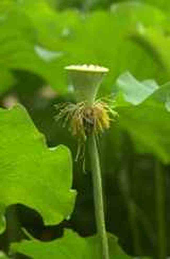 湘潭特色产品,图一