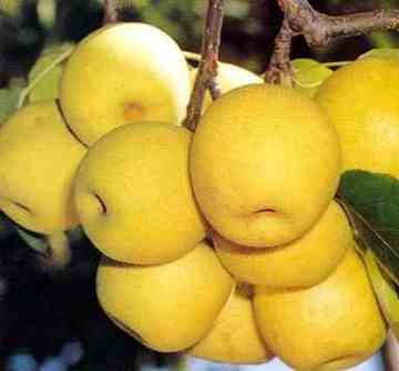 葫芦岛土特产一览,图四