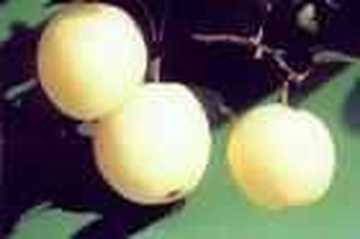 株洲特产一览,图八