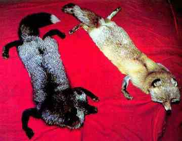 通化土特产综述,图三