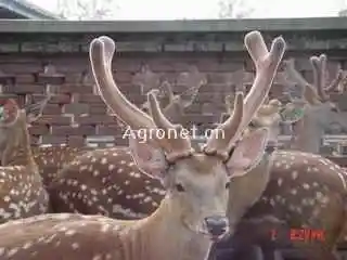 抚顺特产购物介绍