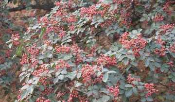 唐县购物指南,图二