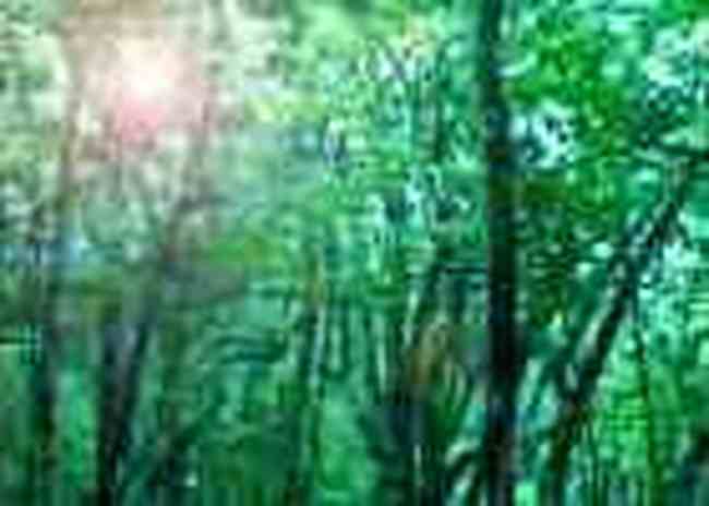 张家界土特产,图三