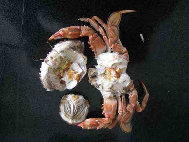 如何挑螃蟹,图八