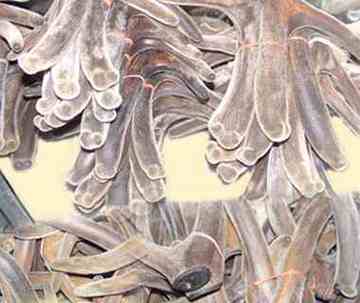 通化土特产综述,图四