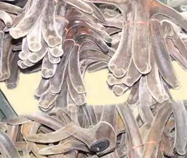 通化土特产综述