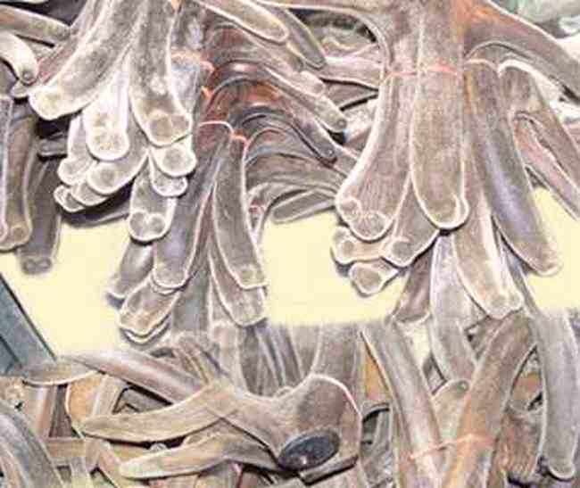 通化土特產(chǎn)綜述,圖四