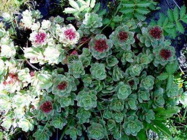 甘孜特产推介,图二