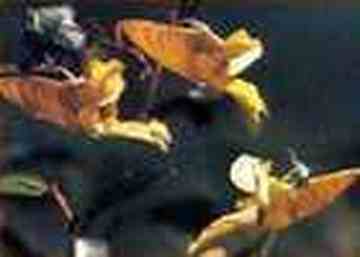 张家界土特产,图二