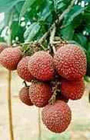 漳州地方特产,图四