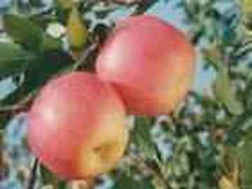 三门峡特产,图一