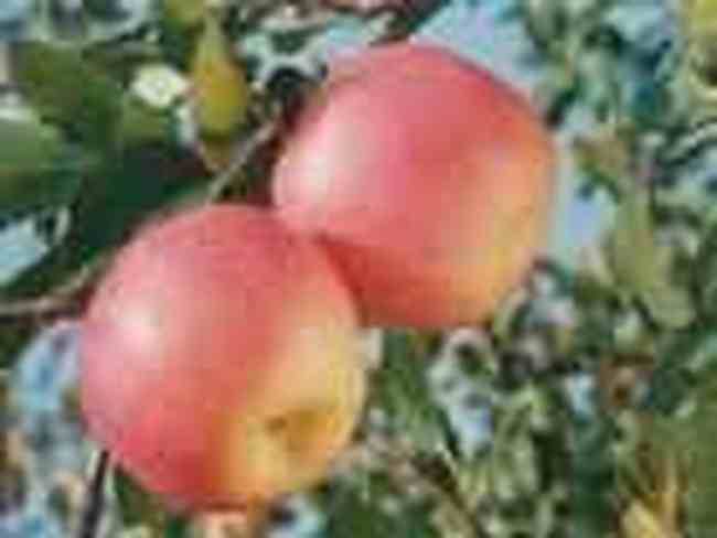 三门峡特产,图一