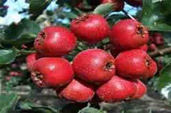 益阳土特产一览