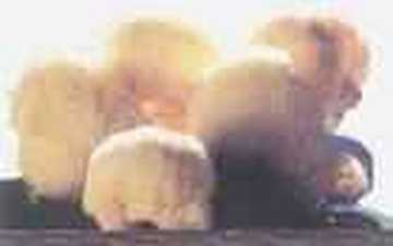 佳木斯食用茵特产,图二