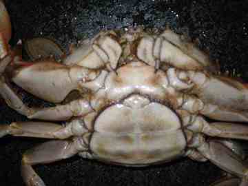 如何挑螃蟹,图六