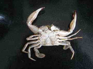 如何挑螃蟹,图二