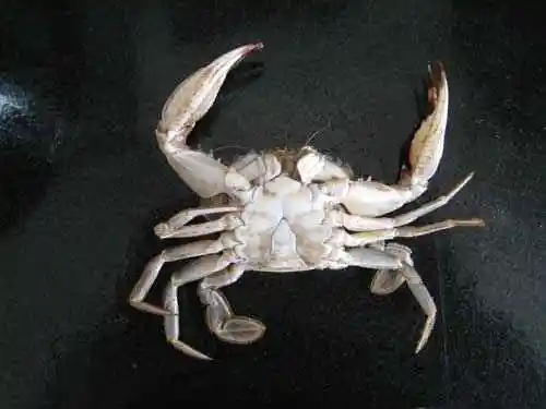 如何挑螃蟹