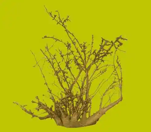 吉林特产购物指南