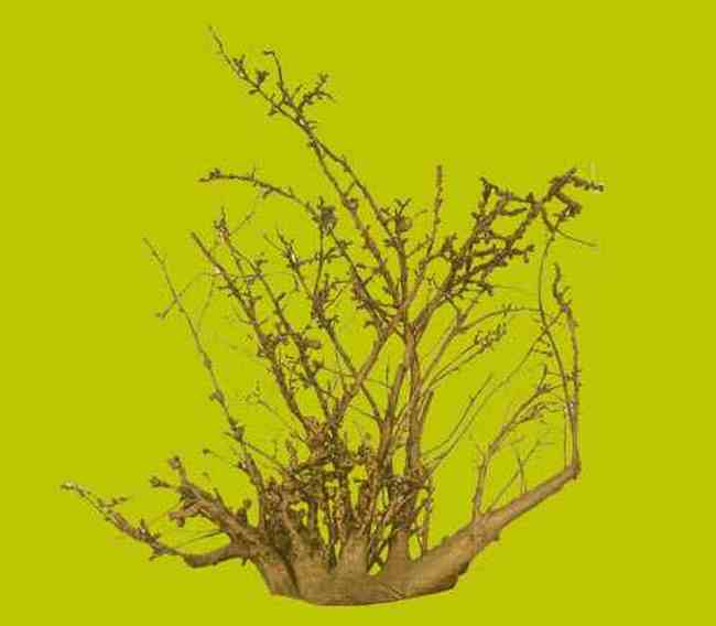 吉林特产购物指南,图一