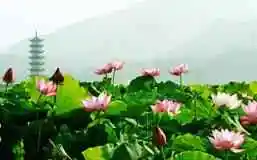 金华武义特产攻略