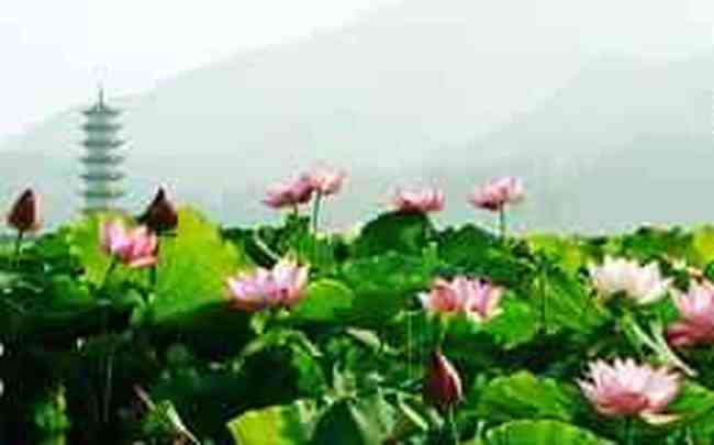 金华武义特产攻略,图二