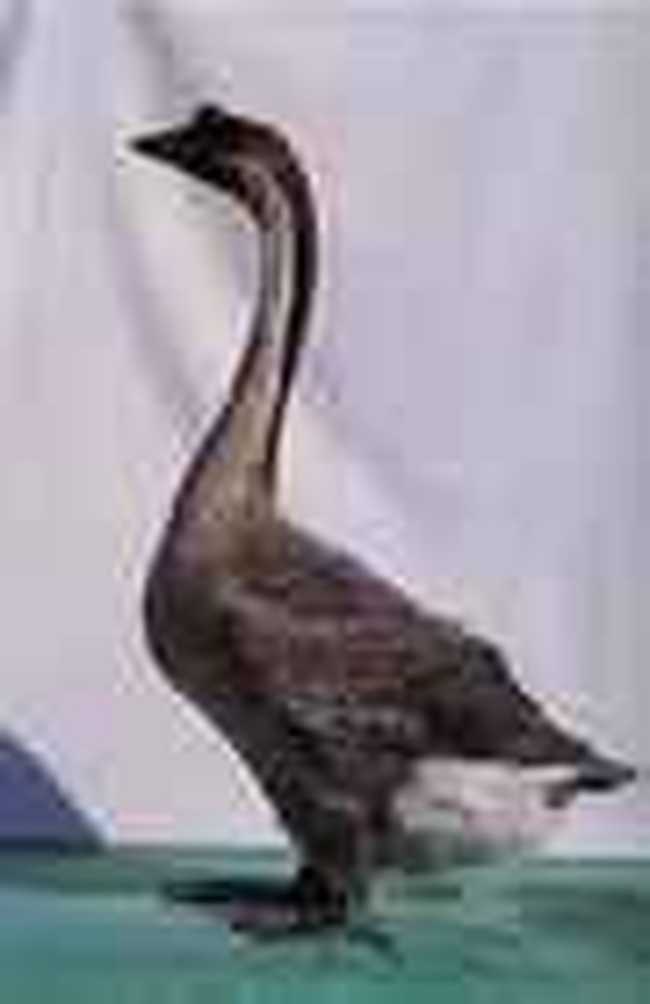 江門特產(chǎn),圖七