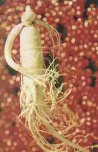 抚顺特产购物介绍