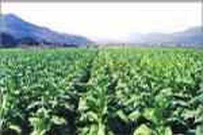 江門特產(chǎn),圖三