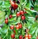 沧州特产购物介绍