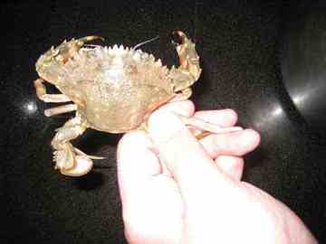 如何挑螃蟹,图四