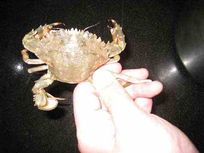 如何挑螃蟹,图四