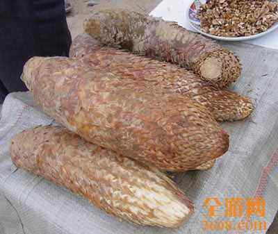 和田大芸