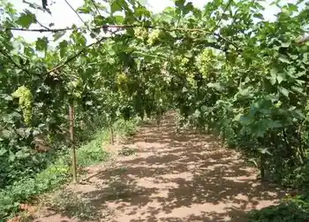 新疆购物指南及小提示,图二