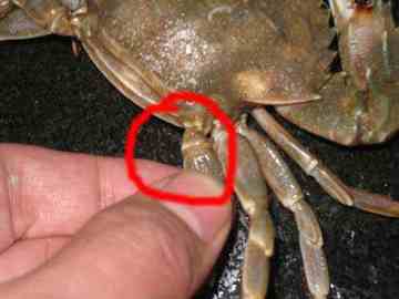 如何挑螃蟹,图五