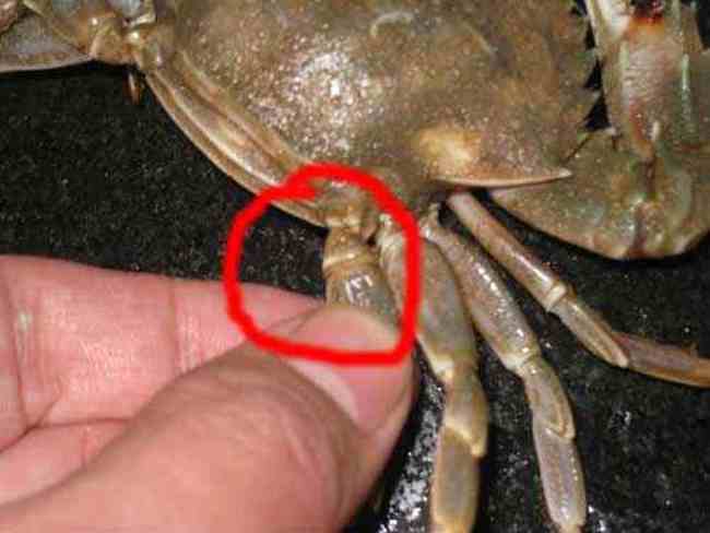 如何挑螃蟹,图五