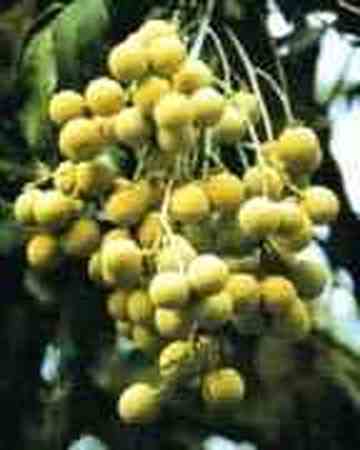 漳州地方特产,图三