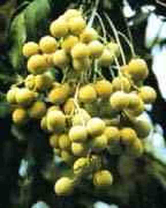 漳州地方特产,图三